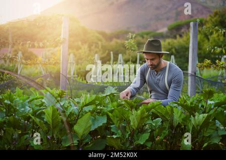 Il duro lavoro è il segreto di un raccolto di successo. un giovane che tende ai raccolti in una fattoria. Foto Stock