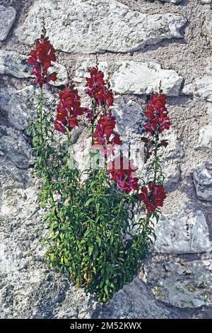 Comune pianta di Snapdragon in fiore, Antirrhinum Majus, Plantaginaceae Foto Stock