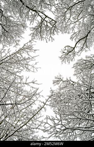 Tettoia dell'albero nel modello di neve. Cotswolds, Worcestershire, Inghilterra Foto Stock