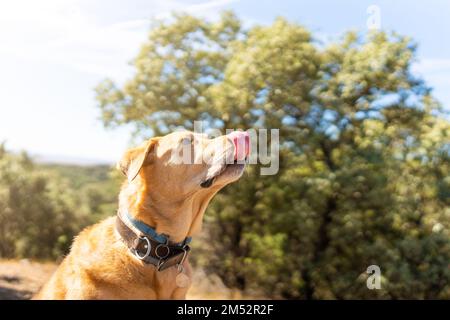 Ritratto con spazio copia di un cane Labrador Foto Stock