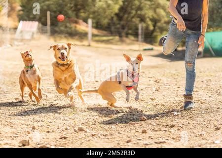 Il proprietario lancia una palla a diversi cani per giocare in un parco Foto Stock