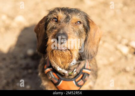 Dachshund Breed cane guardando all'aperto Foto Stock