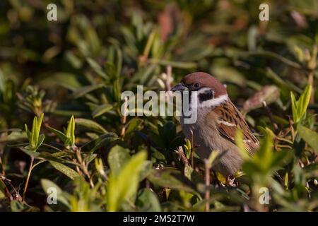 Un erpice maschio di albero eurasiatico (Passer montanus) in fogliame, Kanagawa, Giappone. Foto Stock