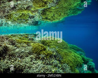 Incredibili coralli duri e pesci nelle conchiglie dell'isola di Menjangan, Bali, Indonesia Foto Stock