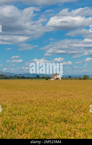 Campo di riso in oro al Delta Ebro in autum, sfondo cielo blu con nuvole Tarragona Spagna, verticale Foto Stock