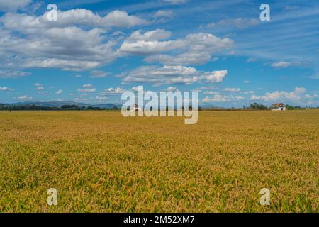 Campo di riso in oro al Delta Ebro in autum, sfondo cielo blu con nuvole Tarragona Spagna Foto Stock