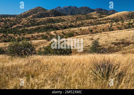 Santa Rita Montagne, sopra Ophir Gulch, vista dalla FS 163 strada, Coronado National Forest, Arizona, Stati Uniti Foto Stock