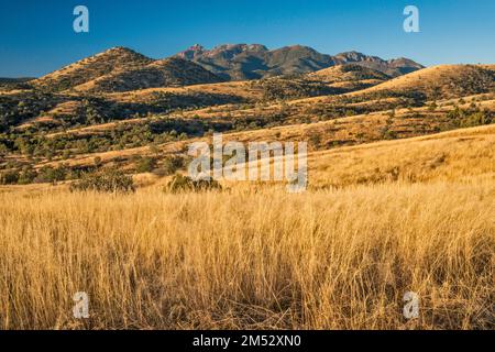 Santa Rita Montagne, sopra Ophir Gulch, vista dalla FS 163 strada, Coronado National Forest, Arizona, Stati Uniti Foto Stock