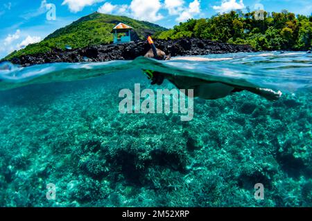 Snorkeling nel flusso di lava di banda API, Indonesia Foto Stock