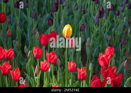 Un tulipano giallo tra tulipani rossi Foto Stock
