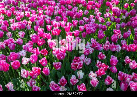 Molti tulipani rosa in giardino Foto Stock