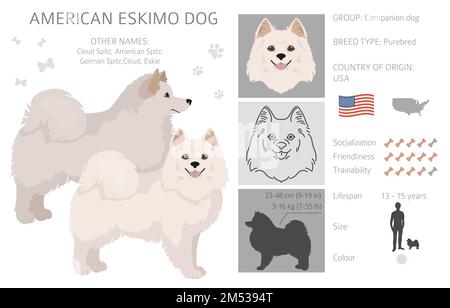 American eskimo cane tutti i colori clipart. Diversi colori di rivestimento. Illustrazione vettoriale Illustrazione Vettoriale