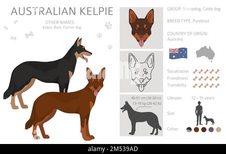 Australian kelpie tutti i colori clipart. Diversi colori del cappotto e set di pose. Illustrazione vettoriale Illustrazione Vettoriale