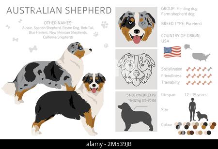 Clipart dei pastori australiani. Cappotto colori Aussie set. Infografica sulle caratteristiche di tutte le razze di cani. Illustrazione vettoriale Illustrazione Vettoriale