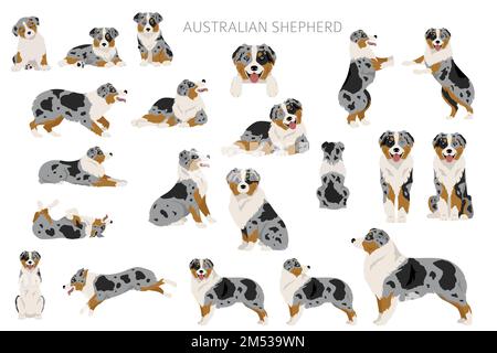 Clipart dei pastori australiani. Cappotto colori Aussie set. Infografica sulle caratteristiche di tutte le razze di cani. Illustrazione vettoriale Illustrazione Vettoriale