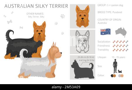 Terrier australiano setoso tutti i colori clipart. Diversi colori del cappotto e set di pose. Illustrazione vettoriale Illustrazione Vettoriale
