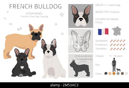 Bulldog francese. Diverse varietà di cappotto colore cane set. Illustrazione vettoriale Illustrazione Vettoriale