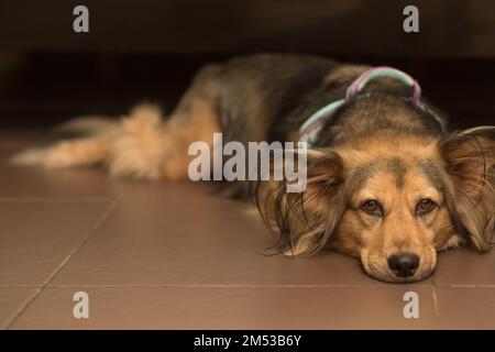 Il cane malato e triste si trova sullo stomaco con la testa giù piatta sul pavimento interno. Mix di pastore tedesco di medie dimensioni. Animale domestico multicolore debole con malattia da zecche. Foto Stock