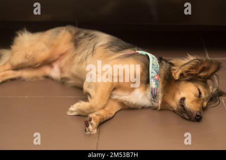 Il cane malato e triste dorme sul suo fianco, sul pavimento, al coperto. Mix di pastore tedesco di medie dimensioni. Animale domestico multicolore debole con malattia da zecche. Foto Stock