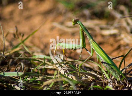 Un mantide europeo alla ricerca di una preda in erba in giardino in una giornata di sole con sfondo sfocato Foto Stock