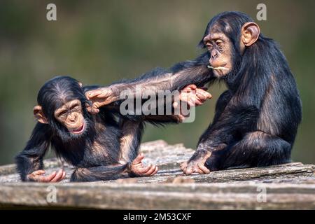 Una vista in primo piano di due divertenti scimpanzé africani che combattono e si divertono Foto Stock