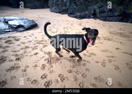 Doberman Pinscher Mother Ivy's Bay Cornwall UK Foto Stock