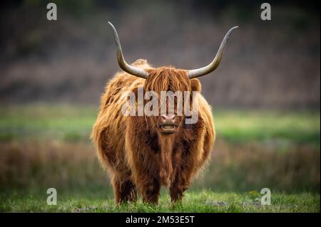 Un ritratto scozzese di bestiame altopiano con corna grandi catturate in piedi in un pascolo Foto Stock