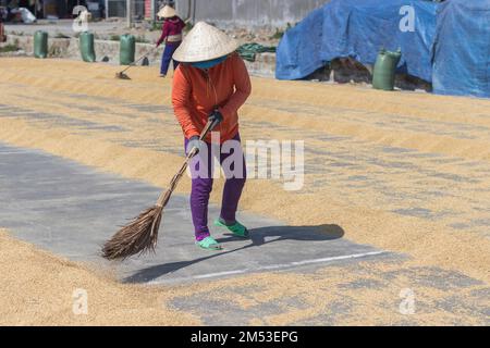 Nha Trang, Vietnam - 8 aprile 2019: Una donna adulta spazza riso secco con una scopa. Foto Stock