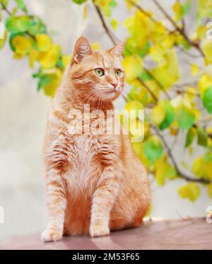 Senza casa bello gatto rosso è situato in auto all'aperto in autunno. Foto Stock