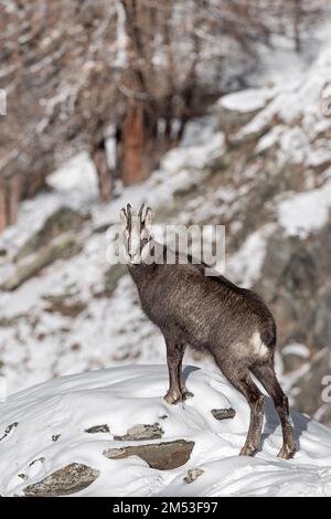 Ritratto verticale di camoscio maschio (Rupicapra rupicapra) Foto Stock