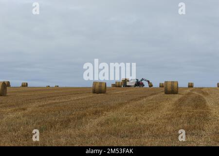 Il trattore raccoglie l'erba secca nelle balle di paglia nel campo del grano estivo, in Normandia, Francia Foto Stock