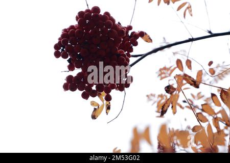 Mazzo maturo di cenere di montagna dall'alto. Il concetto delle stagioni è l'autunno. Cromo classico. Foto Stock