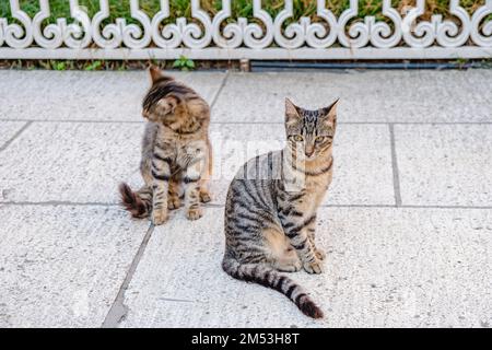 I gatti giovani sono seduti sulla strada. Foto Stock