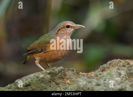 Pitta (Hydrornis soror) adulto rumped blu in piedi sulla roccia Cat Tien, Vietnam Dicembre Foto Stock