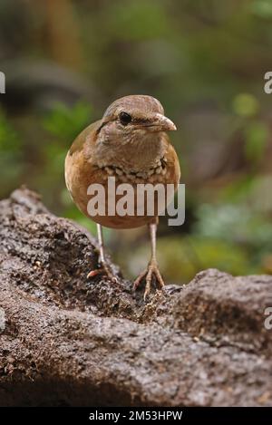 Pitta (Hydrornis soror) adulto rumped blu in piedi sulla roccia Cat Tien, Vietnam Dicembre Foto Stock