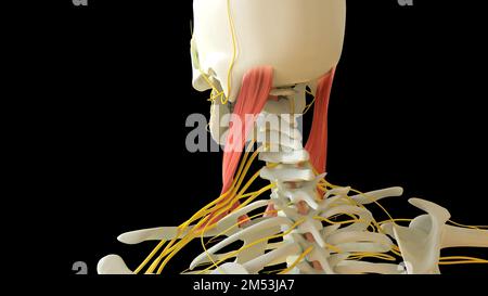 Sternocleidomastoid anatomia muscolare per il concetto medico 3D illustrazione Foto Stock