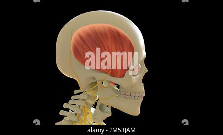 Anatomia muscolare temporale per l'illustrazione del concetto medico 3D Foto Stock