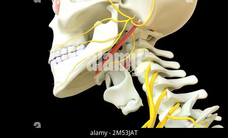 Stylohyoid anatomia muscolare per il concetto medico 3D illustrazione Foto Stock