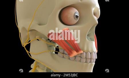 Zygomaticus anatomia muscolare per il concetto medico 3D illustrazione Foto Stock