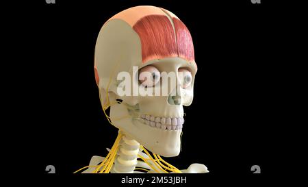 Frontalis anatomia muscolare per l'illustrazione del concetto medico 3D Foto Stock