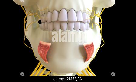 Depressione Labii inferioris anatomia muscolare per concetto medico 3D illustrazione Foto Stock