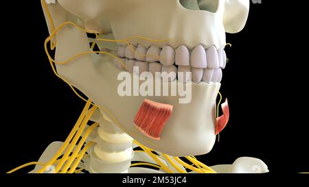 Depressione Labii inferioris anatomia muscolare per concetto medico 3D illustrazione Foto Stock