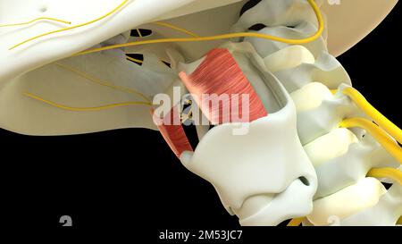 Thyrohyoid anatomia muscolare per il concetto medico 3D illustrazione Foto Stock