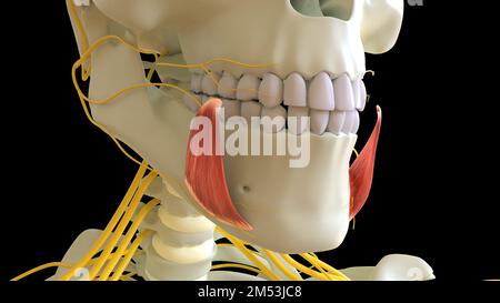 Depressor Anguli Oris anatomia muscolare per il concetto medico 3D illustrazione Foto Stock