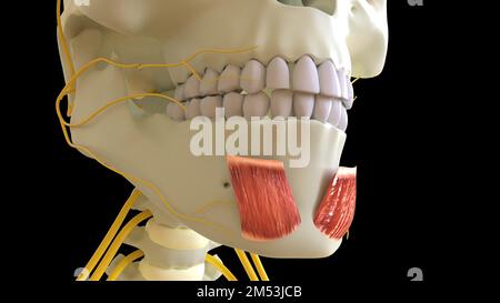 Mentalis anatomia muscolare per l'illustrazione del concetto medico 3D Foto Stock