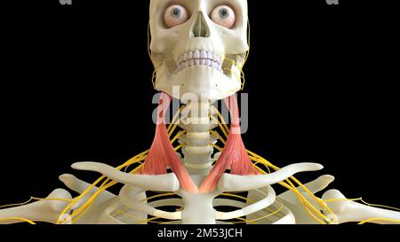 Sternocleidomastoid anatomia muscolare per il concetto medico 3D illustrazione Foto Stock