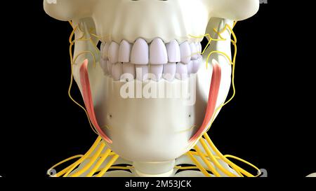 Depressor Anguli Oris anatomia muscolare per il concetto medico 3D illustrazione Foto Stock