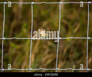 Un colpo selettivo di un palmo Warbler (palmarum di Setophaga) appollaiato su una recinzione a rete metallica Foto Stock