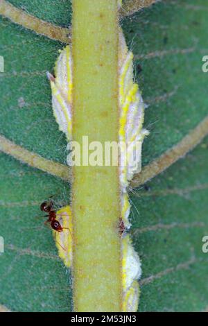 Scala delle Seychelles, Icerya seychellarum (Hemiptera: Monophlebidae) è il pericoloso peste di avocado, mango e agrumi nel bacino del Mediterraneo. Foto Stock