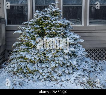 Neve su un grande cespuglio sempreverde che gli uccelli vanno all'interno per ripararsi in inverno per calore e protezione dal vento Foto Stock